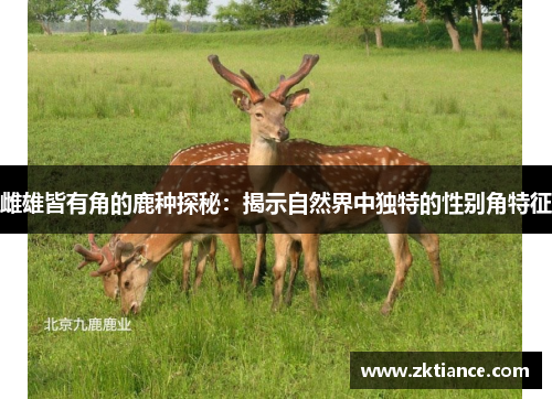 雌雄皆有角的鹿种探秘：揭示自然界中独特的性别角特征